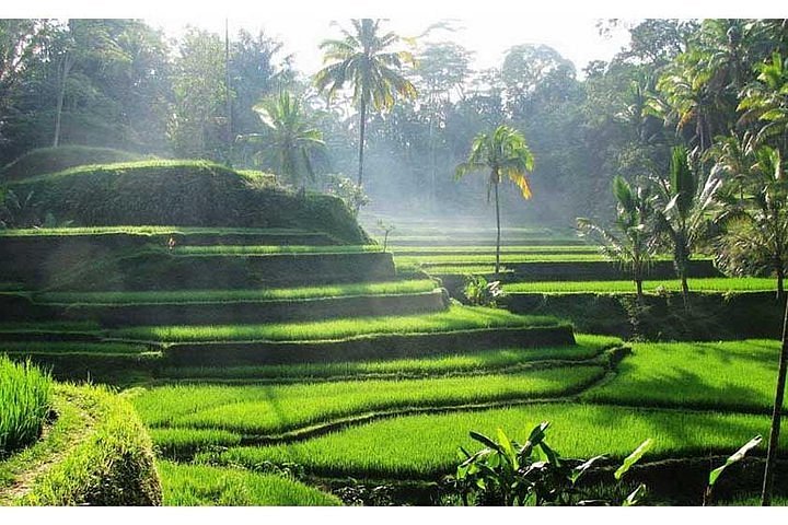UBUD TOUR - CENTRAL BALI